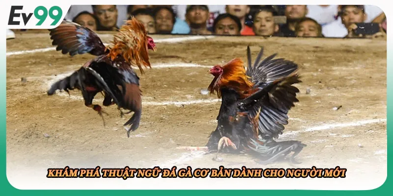 Khám phá thuật ngữ đá gà cơ bản dành cho người mới